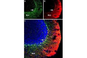 Multiplex staining of KV1. (KCNA3 antibody  (Extracellular) (Biotin))