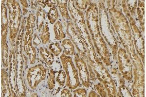 ABIN6278444 at 1/100 staining Mouse kidney tissue by IHC-P. (alpha Defensin 1 antibody)