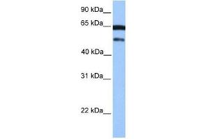 hCG_2042202 antibody used at 0. (ZSCAN5B antibody  (C-Term))