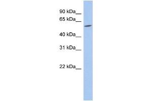 WB Suggested Anti-TRIM62 Antibody Titration:  0.