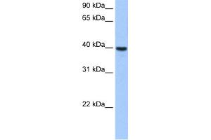 WB Suggested Anti-ST6GALNAC4 Antibody Titration:  0. (ST6GALNAC4 antibody  (Middle Region))