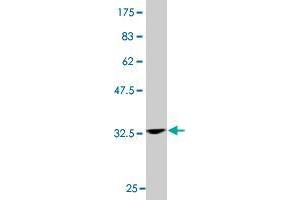 DNMBP antibody  (AA 491-590)