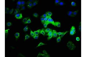 Immunofluorescence staining of HepG2 cells with ABIN7146376 at 1:333, counter-stained with DAPI. (CAB39L antibody  (AA 1-270))