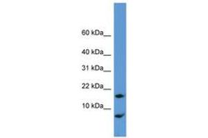 Image no. 1 for anti-Cornichon Homolog (CNIH) (N-Term) antibody (ABIN6746274) (CNIH antibody  (N-Term))