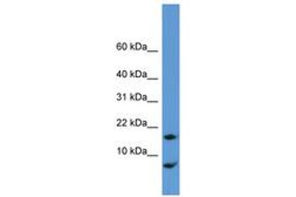 CNIH antibody  (N-Term)