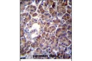 PTDSS2 Antibody (N-term) (ABIN656975 and ABIN2846159) immunohistochemistry analysis in formalin fixed and paraffin embedded human pancreas tissue followed by peroxidase conjugation of the secondary antibody and DAB staining.