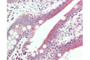 Anti-BMP6 antibody IHC staining of human small intestine. (BMP6 antibody  (Biotin))