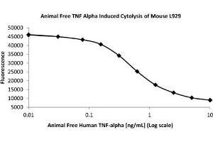SDS-PAGE of Human Tumor Necrosis Factor alpha Recombinant Protein (Animal Free) Bioactivity of Human Tumor Necrosis Factor alpha Animal Free Recombinant Protein. (TNF alpha Protein)