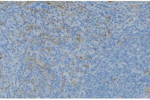 ABIN6276652 at 1/100 staining Human lymph node tissue by IHC-P. (GSTT1 antibody  (N-Term))