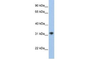 Western Blotting (WB) image for anti-Carbohydrate (Chondroitin 4) Sulfotransferase 13 (CHST13) antibody (ABIN2459260)