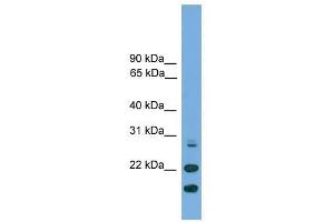 ASF1A antibody used at 0. (ASF1A antibody  (N-Term))