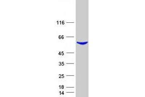 Validation with Western Blot (DPYS Protein (Myc-DYKDDDDK Tag))