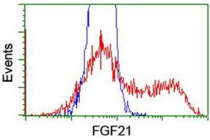 HEK293T cells transfected with either RC204538 overexpress plasmid (Red) or empty vector control plasmid (Blue) were immunostained by anti-FGF21 antibody (ABIN2454475), and then analyzed by flow cytometry. (FGF21 antibody  (AA 29-209))