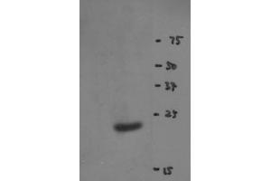 Image no. 2 for anti-RNA Binding Motif Protein 8A (RBM8A) antibody (ABIN108586) (RBM8A antibody)