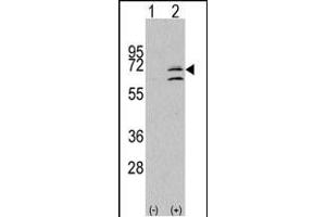 Western blot analysis of ERK8 (arrow) using rabbit polyclonal ERK8 Antibody (N-term) (ABIN391796 and ABIN2841651). (MAPK15 antibody  (N-Term))