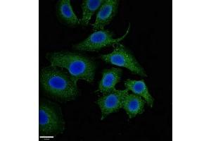 Immunofluorescent analysis of A549 cells using ABIN7160874 at dilution of 1:100 and Alexa Fluor 488-congugated AffiniPure Goat Anti-Rabbit IgG(H+L) (NQO1 antibody  (AA 55-155))