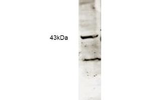 Western blot analysis using Affinity Purified anti-Neu2 antibody to detect Neu-2 present in a lysate expressing human Neu2 (1.