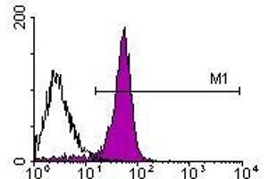 Image no. 1 for anti-CD2 (CD2) antibody (PE) (ABIN135084) (CD2 antibody  (PE))