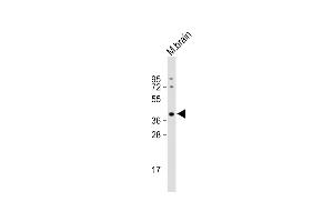 Anti-ELAVL2 Antibody (Center) at 1:2000 dilution + Mouse brain lysate Lysates/proteins at 20 μg per lane.