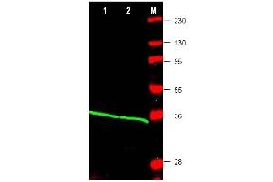 Image no. 1 for anti-Proliferating Cell Nuclear Antigen (PCNA) (Internal Region) antibody (ABIN401372)