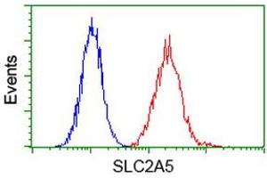 Image no. 2 for anti-Solute Carrier Family 2 (Facilitated Glucose/fructose Transporter), Member 5 (SLC2A5) antibody (ABIN1498473) (SLC2A5 antibody)