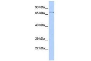 Image no. 1 for anti-F-Box and WD Repeat Domain Containing 8 (FBXW8) (AA 504-553) antibody (ABIN6741356) (FBXW8 antibody  (AA 504-553))