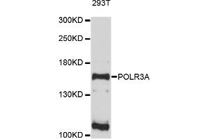 Western blot analysis of extracts of 293T cells, using POLR3A antibody (ABIN4904816) at 1:1000 dilution.