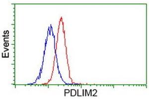 Image no. 5 for anti-PDZ and LIM Domain 2 (PDLIM2) antibody (ABIN1500125) (PDLIM2 antibody)