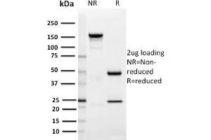 SDS-PAGE Analysis Purified SIGLEC1 / CD169 Mouse Monoclonal Antibody (HSn 7D2). (Sialoadhesin/CD169 antibody  (N-Term))