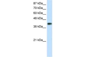 Western Blotting (WB) image for anti-Distal-Less Homeobox 3 (DLX3) antibody (ABIN2461745) (DLX3 antibody)