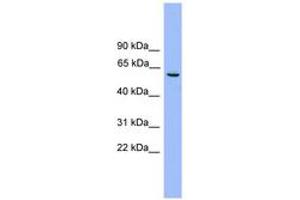Image no. 1 for anti-Nucleosome Assembly Protein 1-Like 2 (NAP1L2) (AA 251-300) antibody (ABIN6745166)