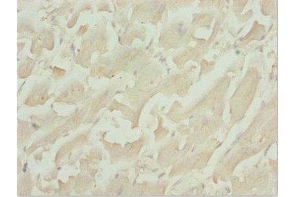 TBPL1 antibody  (AA 1-186)