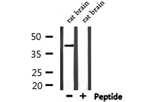 OPN1SW antibody  (N-Term)