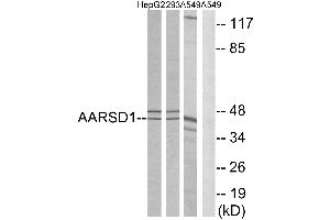 Western blot analysis of extracts from HepG2 cells, 293 cells and A549 cells, using AARSD1 antibody.