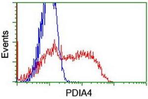 HEK293T cells transfected with either RC204041 overexpress plasmid (Red) or empty vector control plasmid (Blue) were immunostained by anti-PDIA4 antibody (ABIN2455272), and then analyzed by flow cytometry. (PDIA4 antibody)