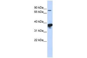 WB Suggested Anti-LONRF2 Antibody Titration:  0. (LONRF2 antibody  (Middle Region))