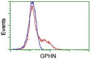 HEK293T cells transfected with either RC205986 overexpress plasmid (Red) or empty vector control plasmid (Blue) were immunostained by anti-GPHN antibody (ABIN2454074), and then analyzed by flow cytometry. (Gephyrin antibody)