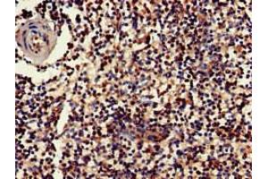 Immunohistochemistry of paraffin-embedded human spleen tissue using ABIN7154420 at dilution of 1:100 (GZMK antibody  (AA 27-264))