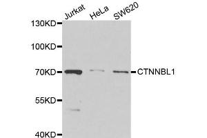 Western blot analysis of extracts of various cell lines, using CTNNBL1 antibody. (CTNNBL1 antibody)