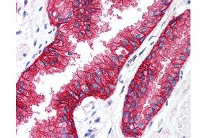 Anti-KCNN4 antibody IHC of human prostate. (KCNN4 antibody  (C-Term))