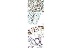 Immunohistochemical staining (Formalin-fixed paraffin-embedded sections) of (A) human tonsil (B) human tonsil (C) rat colon and (D) rat lung with Nuclear antigen monoclonal antibody, clone NM106 .