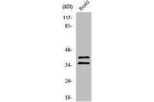 Western Blot analysis of 293 cells using AurB/C Polyclonal Antibody (AurB/C antibody)