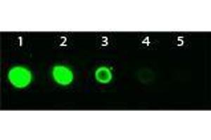 Dot Blot (DB) image for anti-V-Akt Murine Thymoma Viral Oncogene Homolog 3 (Protein Kinase B, Gamma) (AKT3) (Internal Region) antibody (FITC) (ABIN5596898)