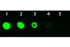 Dot Blot of Mouse anti-AKT3 Monoclonal Antibody Fluorescein Conjugated. (AKT3 antibody  (Internal Region) (FITC))