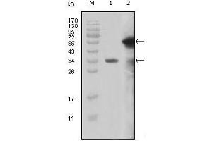 Western Blot showing MLL antibody used against truncated MLL recombinant protein (1) and truncated GFP-MLL (aa3714-3969) transfected Cos7 cell lysate (2).