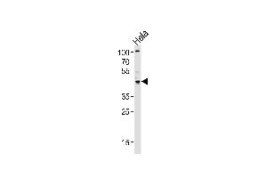 Western blot analysis of lysate from Hela cell line, using TRIP13 Antibody (C-term) (ABIN656567 and ABIN2845827). (TRIP13 antibody  (C-Term))