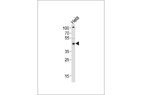 TRIP13 antibody  (C-Term)