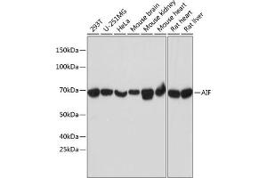 Western blot analysis of extracts of various cell lines, using AIF antibody (ABIN7265648) at 1:1000 dilution. (AIF antibody)
