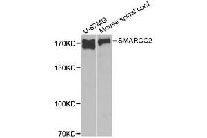 Western blot analysis of extracts of various cell lines, using SMARCC2 antibody (ABIN1874865) at 1:1000 dilution. (SMARCC2 antibody)