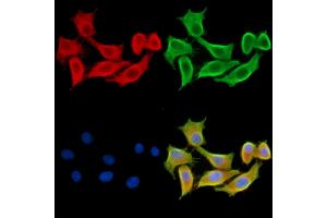 ABIN7095294 and ABIN7099351 staining HepG2 cells by IF/ICC.